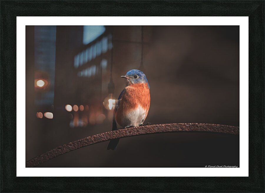  Fine Art print