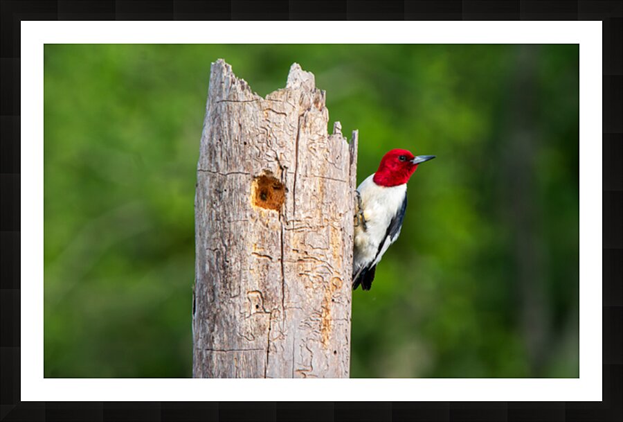 Red-headed Woodpecker - Keeper of the Hollow Picture Frame print
