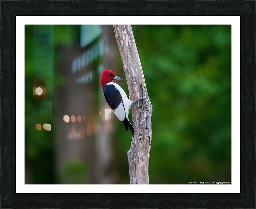Red Headed Woodpecker  Framed Print Print