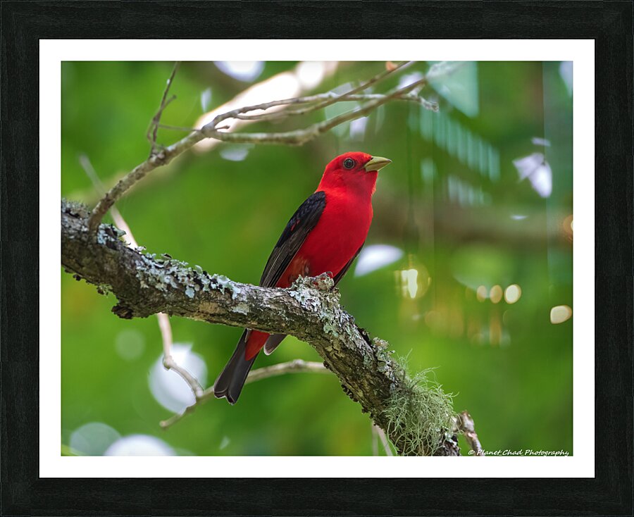  Fine Art print