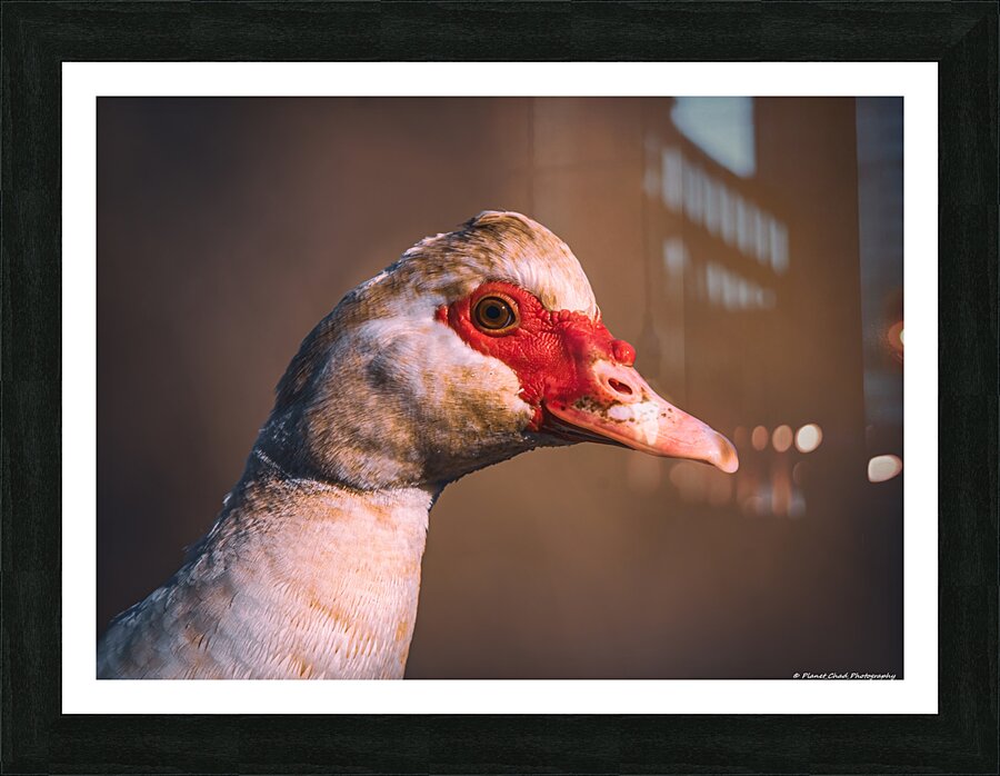 Female Muscovy Duck - Portrait  Framed Print Print
