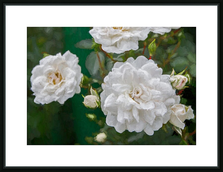 Pearly White Roses Picture Frame print