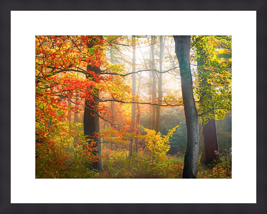 Misty Morning in the Forest  Framed Print Print