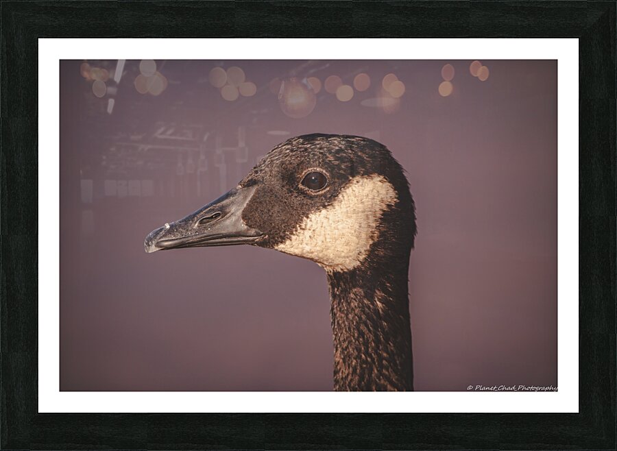Portrait of a Canada Goose  Framed Print Print
