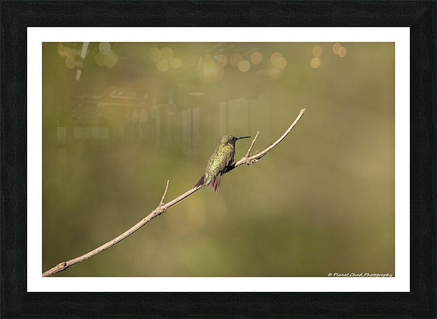 The Lonely Hummingbird  Framed Print Print