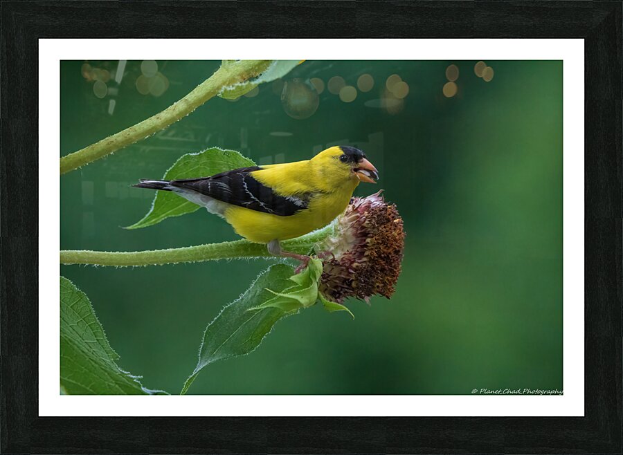 American Goldfinch - Mouthful of Seeds  Framed Print Print