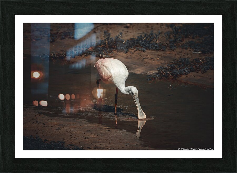 Beautiful Roseate Spoonbill  Framed Print Print