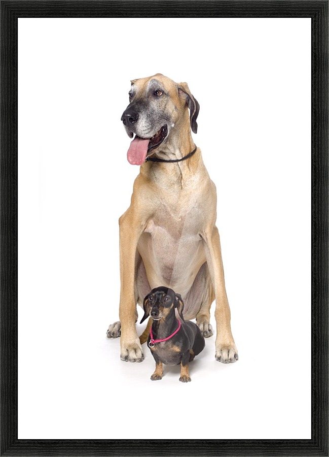 Great Dane And Dachshund Portrait Pacificstock Canvas Great Dane And Dachshund Portrait Picture Frame Printing
