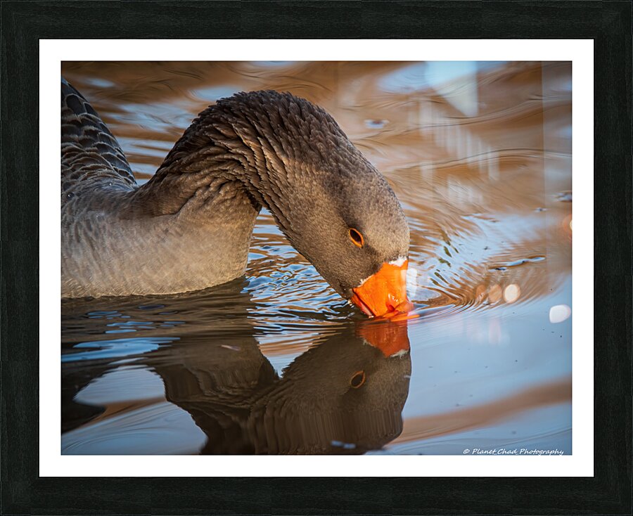 Graylag Goose - Reflection  Framed Print Print