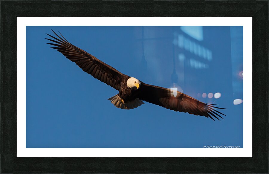 Bald Eagle - On The Hunt  Framed Print Print