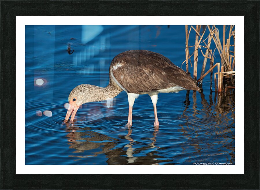 Juvenile White Ibis Feeding  Framed Print Print