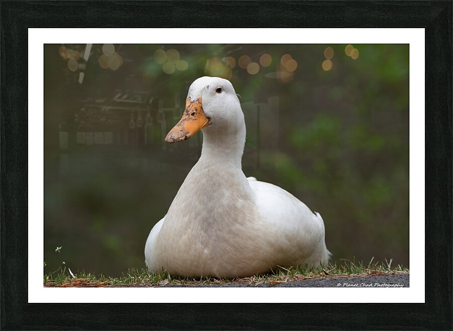 Peaceful Pekin  Framed Print Print