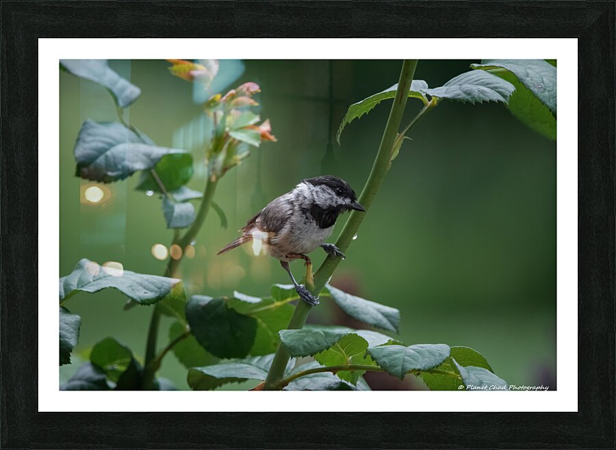 Carolina Chickadee - After The Rain  Framed Print Print