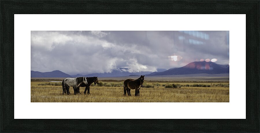 wild horses of mono county Picture Frame print