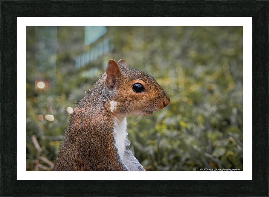Eastern Gray Squirrel - Portrait  Framed Print Print