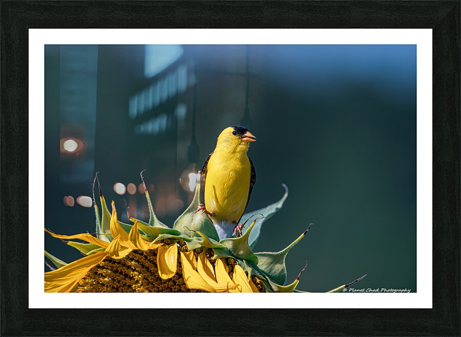 American Goldfinch - Sunflower Pose  Framed Print Print