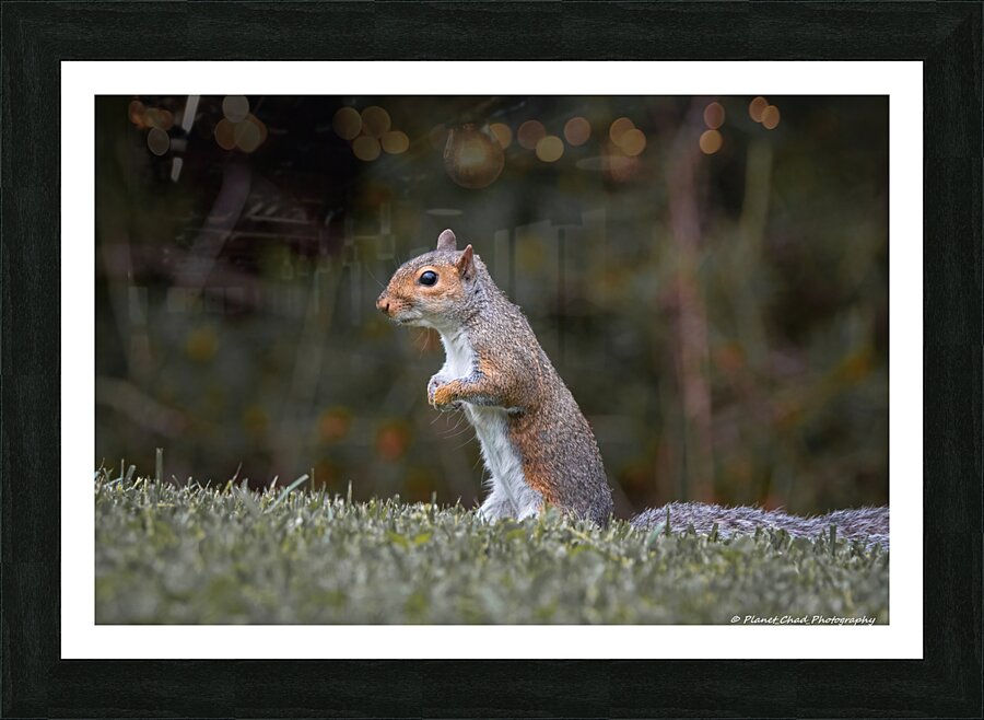 Eastern Gray Squirrel - On The Lookout  Framed Print Print