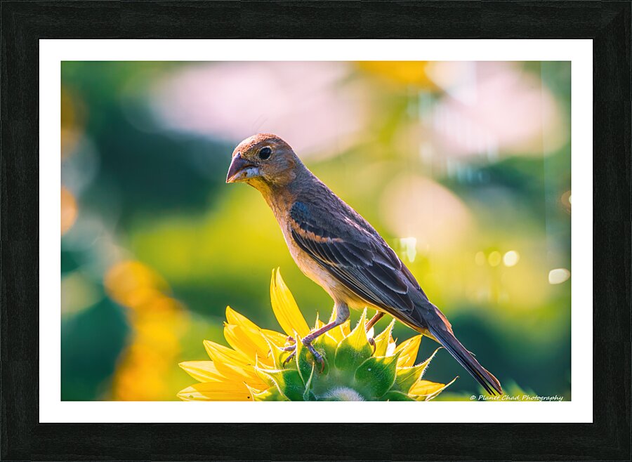 Female Blue Grosbeak Portrait  Framed Print Print