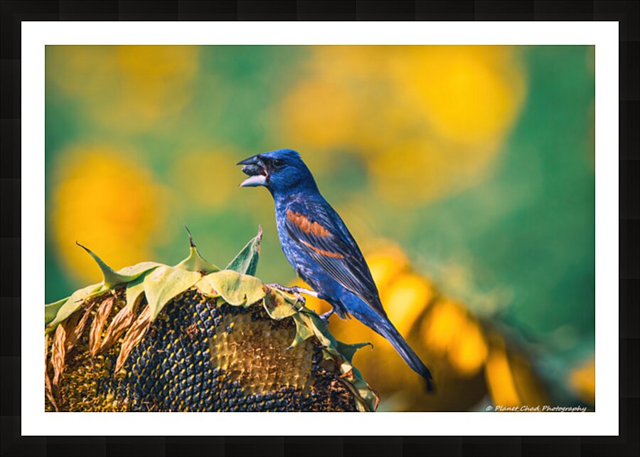  Fine Art print