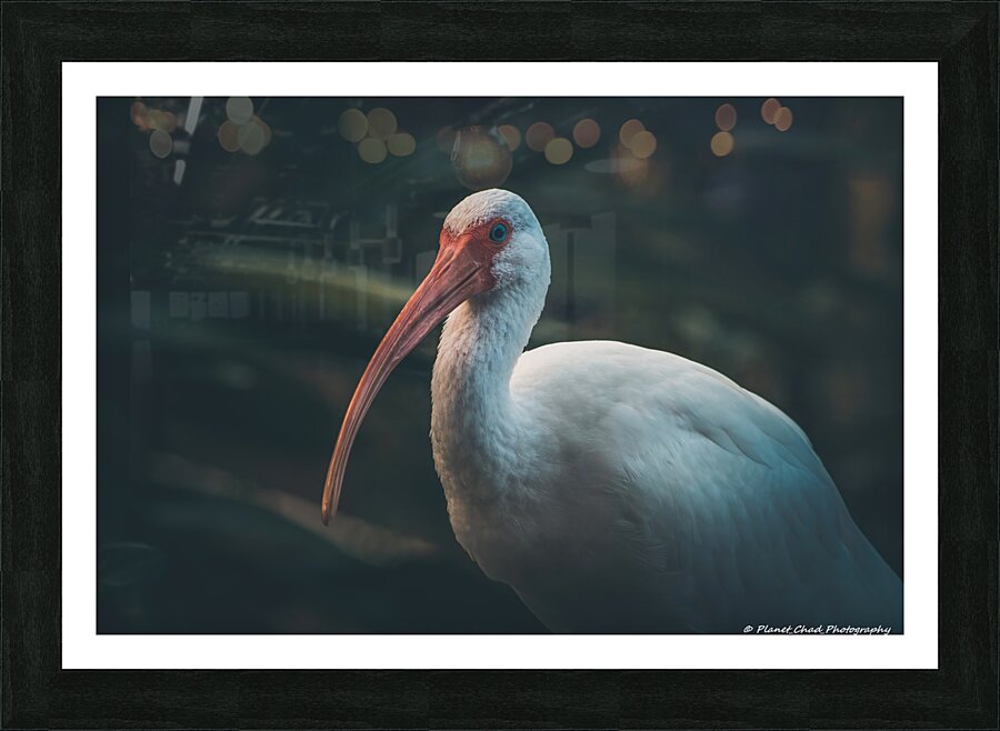  Portrait of a White Ibis  Framed Print Print