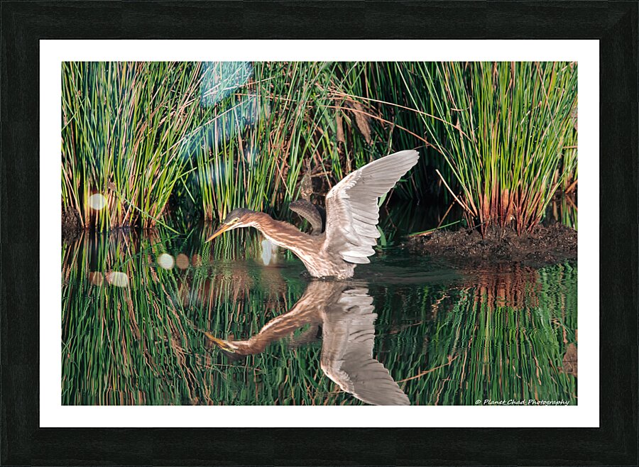 Green Heron - Angel Wings  Framed Print Print