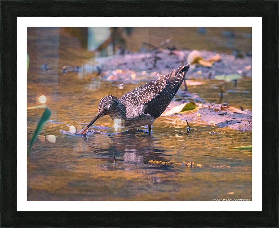 Solitary Sandpiper - Evening Sip  Framed Print Print