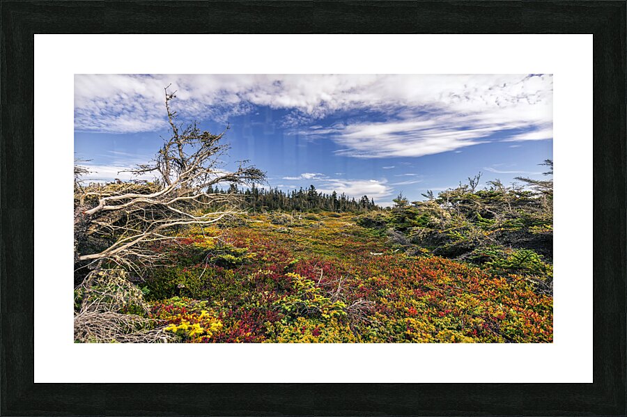 Toundra  Framed Print Print