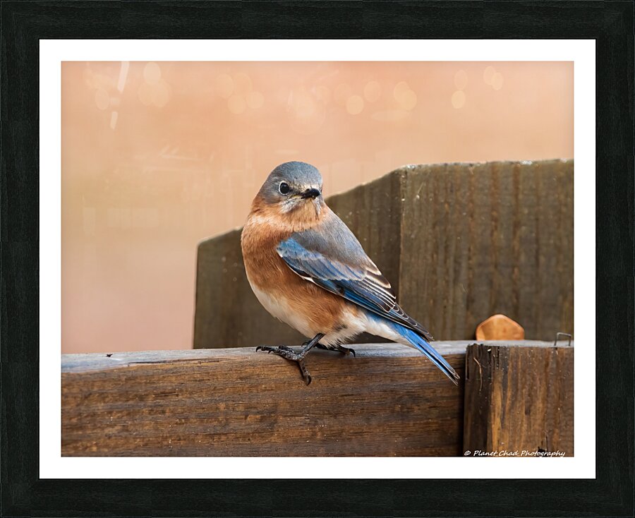 Eastern Bluebird on Fence  Framed Print Print