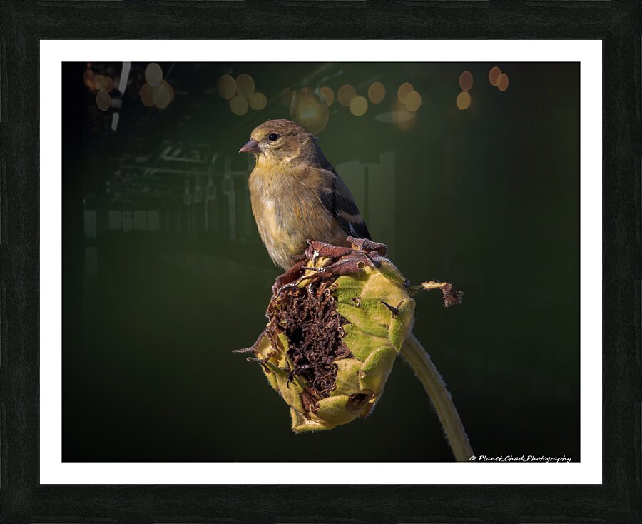 Last Days Of Summer  Framed Print Print
