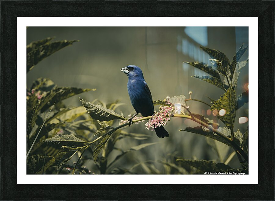 Blue Grosbeak - Vintage Morning  Framed Print Print