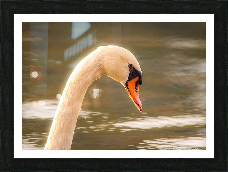 Mute Swan - Morning Glow  Framed Print Print