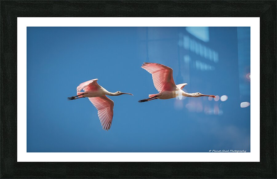 Roseate Spoonbills In Flight  Framed Print Print
