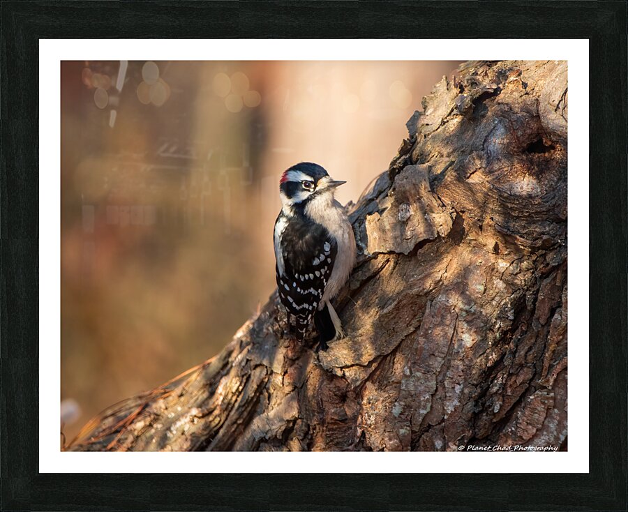 In The Morning Light  Framed Print Print