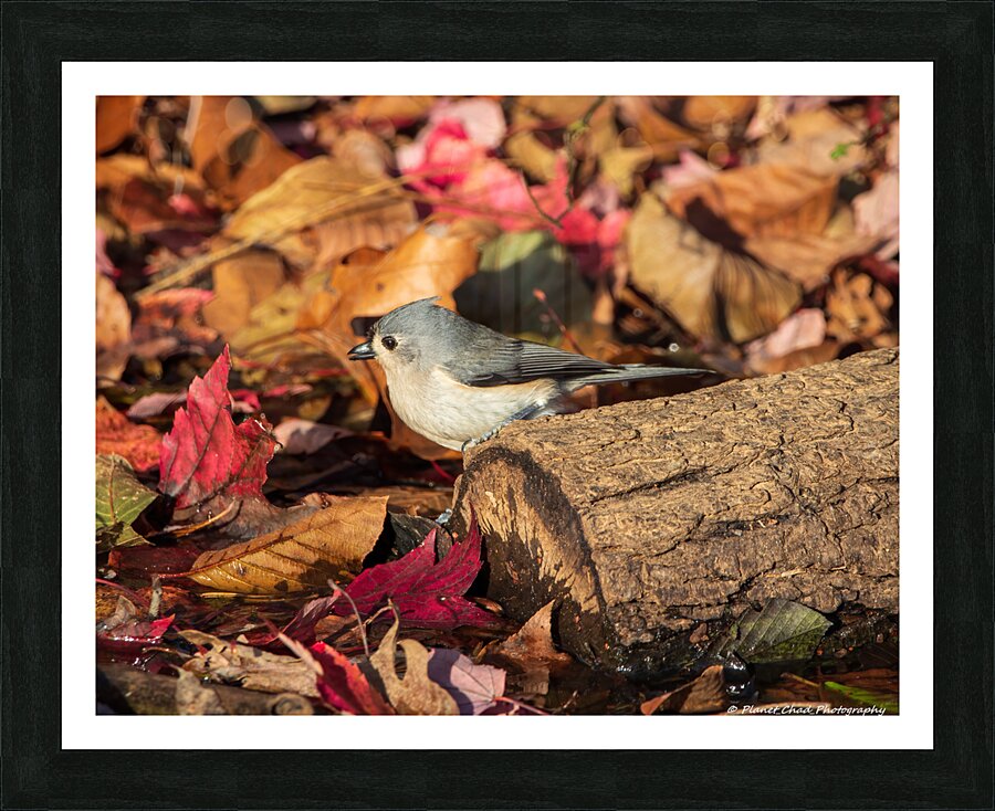Tufted Titmouse in Autumn Foliage  Framed Print Print