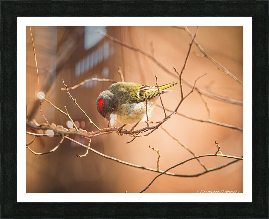 Ruby Crowned Kinglet - The Crown  Framed Print Print