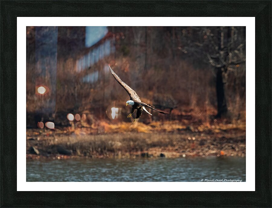 Bald Eagle - The Descent  Framed Print Print