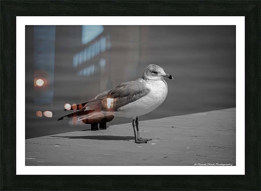 Seagull in Black and White  Framed Print Print