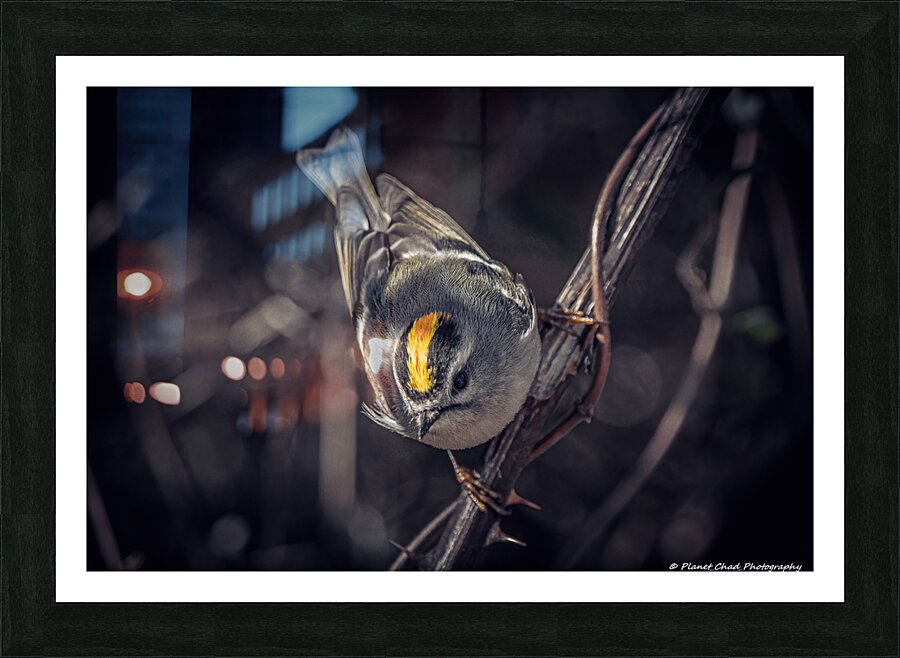Golden Crown Kinglet - The Crown  Framed Print Print
