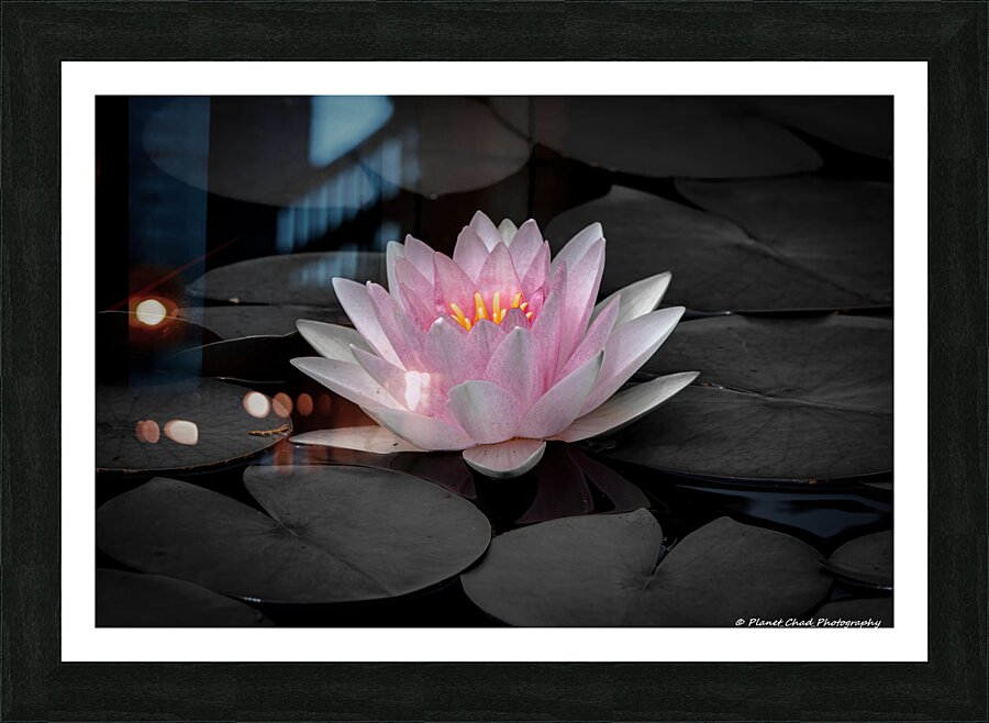 Water Lily - A Touch of Color  Framed Print Print