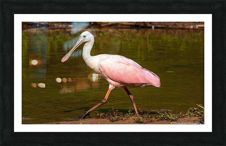 Spoonbill Model  Framed Print Print
