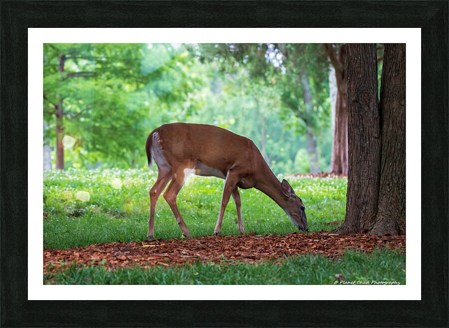Morning Grazing  Framed Print Print