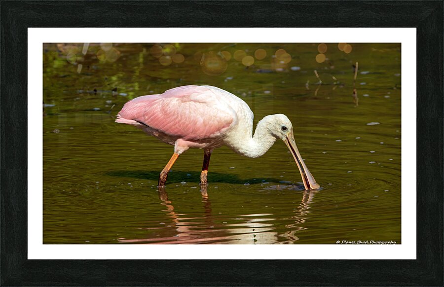 Spoonbill Feeding  Framed Print Print
