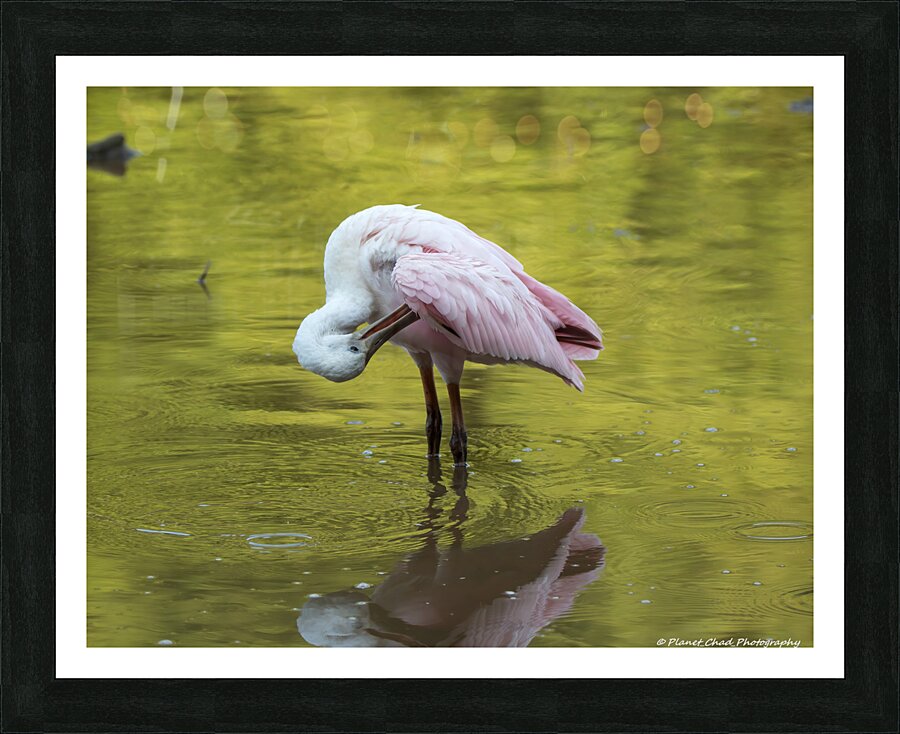 Preening Roseate Spoonbill  Framed Print Print