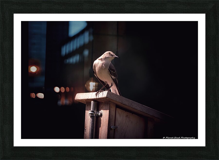 Northern Mockingbird - Shining Light  Framed Print Print