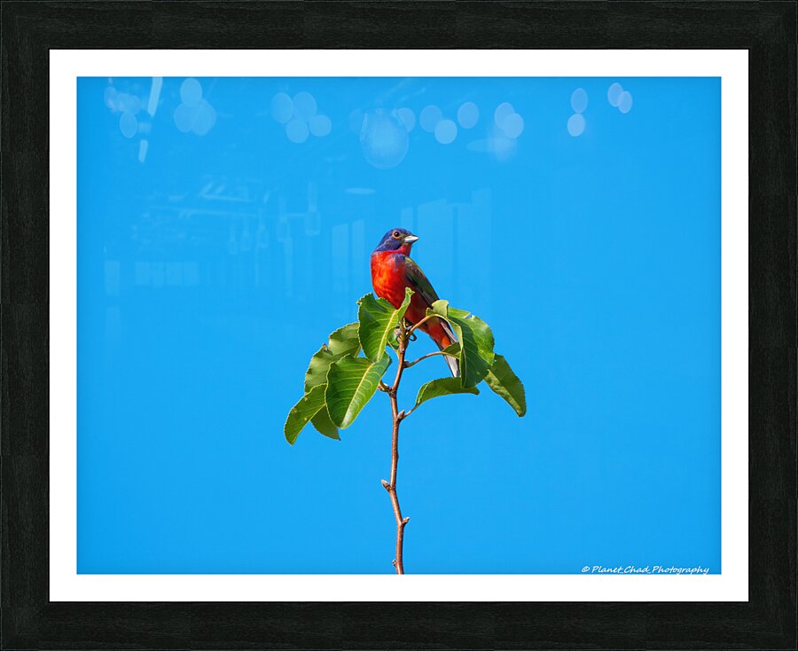 Painted Bunting - Simplicity  Framed Print Print