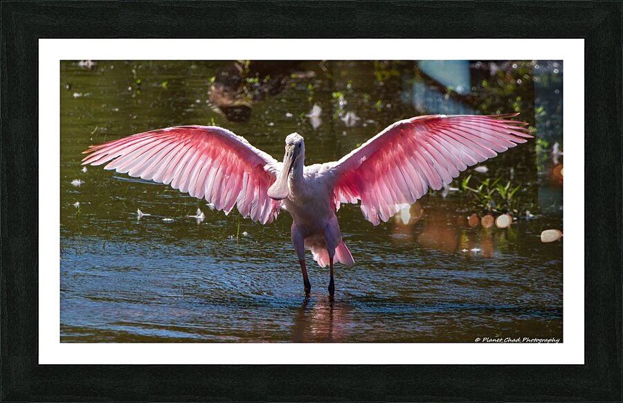 Roseate Spoonbill - I Believe I Can Fly  Impression encadrée