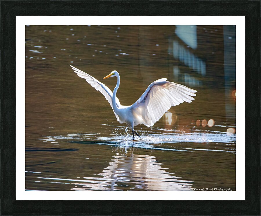 Dancing Egret  Framed Print Print