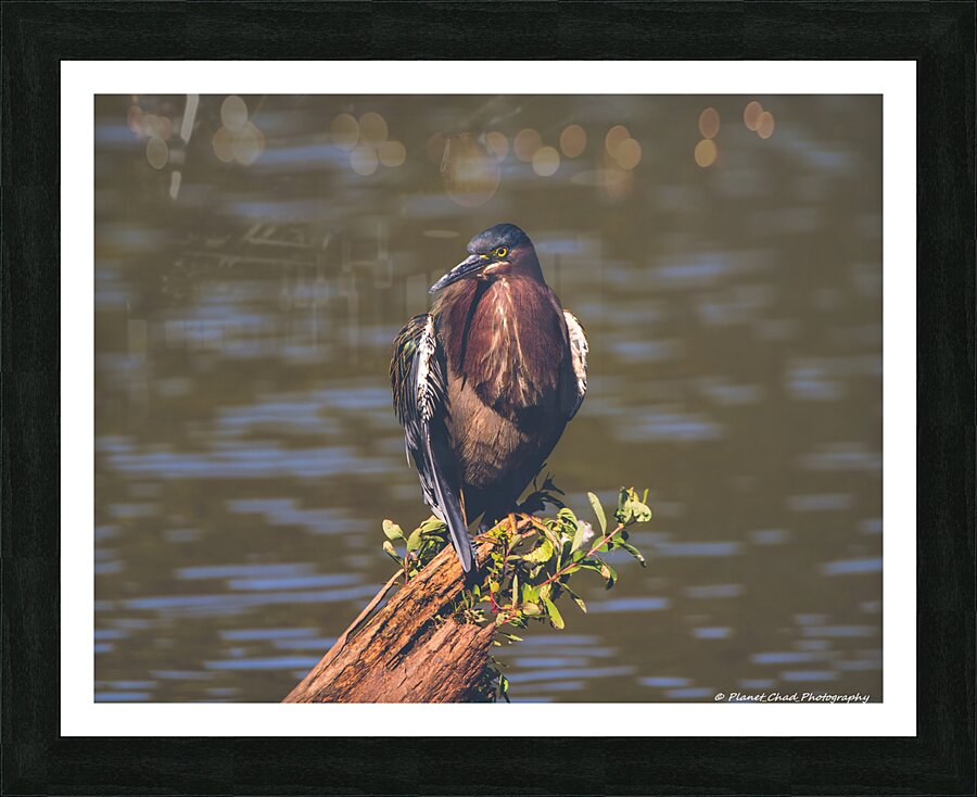  Fine Art print
