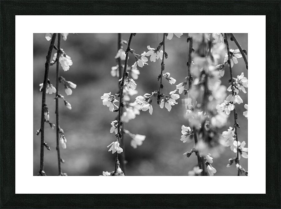 Weeping Cherry Blooms And Branches Grayscale Picture Frame print