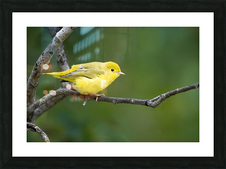 Yellow Warbler  Mangrove  Picture Frame print